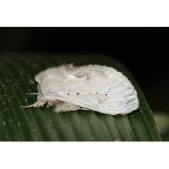 /filer/webapps/moths/media/images/V/varipes_Naroma_A_Roland_01.jpg