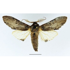 /filer/webapps/moths/media/images/E/excellens_Atrasana_AM_Basquin_01.jpg