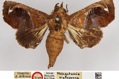 Targallodes violescens