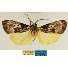 /filer/webapps/moths/media/images/A/agnesae_Sommeria_AM_TMSA_02.jpg