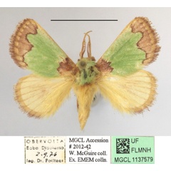 /filer/webapps/moths/media/images/P/prussi_Parasa_A_MGCLa_02.JPG