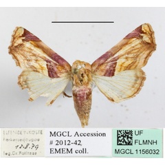 /filer/webapps/moths/media/images/O/operatrix_Colpocheilopteryx_A_MGCLa_01.jpg