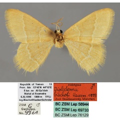 /filer/webapps/moths/media/images/B/bischofi_Diplodesma_HT_ZSM_01.jpg