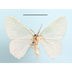 /filer/webapps/moths/media/images/C/congrua_Prasinocyma_A_MGCLb_01.jpg
