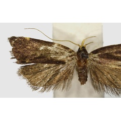 /filer/webapps/moths/media/images/A/amplignathosa_Torodora_HT_RMCA.jpg