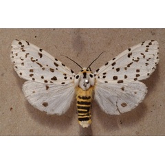 /filer/webapps/moths/media/images/I/investigatorum_Alpenus_A_Butler.jpg
