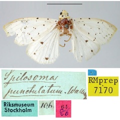 /filer/webapps/moths/media/images/P/punctulatum_Spilosoma_HT_SNHM.jpg