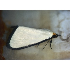 /filer/webapps/moths/media/images/A/alba_Leucovis_A_Roland_01.jpg