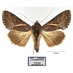 /filer/webapps/moths/media/images/V/vittata_Vittaplusia_AF_RBINS.jpg