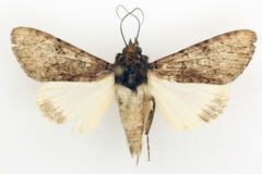 Ulotrichopus phaeoleuca