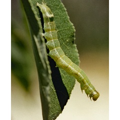 /filer/webapps/moths/media/images/S/sabulifera_Anomis_C_Roland_01.jpg
