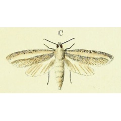 /filer/webapps/moths/media/images/A/asylas_Azygophleps_Cramer2_137_C.jpg