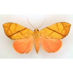 /filer/webapps/moths/media/images/D/discolor_Miniodes_AF_TMSA_01.jpg