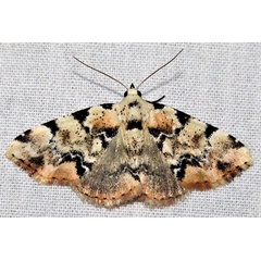 /filer/webapps/moths/media/images/M/melanoleuca_Tegiapa_A_Braun_03.jpg