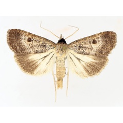 /filer/webapps/moths/media/images/H/homogyna_Tathorhynchus_AM_TMSA_02.jpg