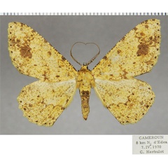 /filer/webapps/moths/media/images/A/argillacea_Cleora_AM_ZSMa.jpg