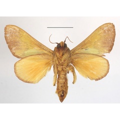 /filer/webapps/moths/media/images/V/vitilena_Latoia_A_MGCLb_01.jpg