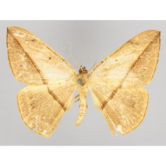 /filer/webapps/moths/media/images/C/cervinaria_Brachytrita_A_ZSM_01.jpg