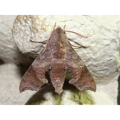 /filer/webapps/moths/media/images/E/elegans_Temnora_A_Goff_03.jpg