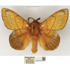 /filer/webapps/moths/media/images/C/citrina_Lechriolepis_AM_NHMUK_02.jpg