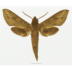 /filer/webapps/moths/media/images/I/irregularis_Hippotion_AM_Basquin_01a.jpg