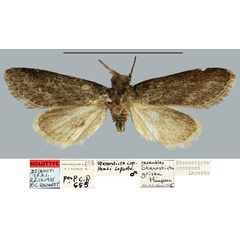 /filer/webapps/moths/media/images/C/coppensi_Stenosticta_HT_MNHN.jpg