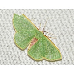 /filer/webapps/moths/media/images/Q/quadrimacula_Celidomphax_A_Braun.JPG
