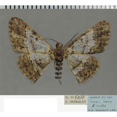 /filer/webapps/moths/media/images/M/mesotaenia_Zamarada_AF_ZSM.jpg