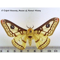 /filer/webapps/moths/media/images/M/marnois_Heniocha_A_OUMNH.jpg