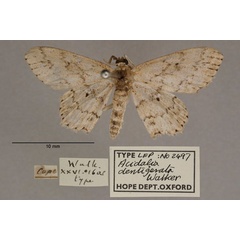 /filer/webapps/moths/media/images/D/dentigerata_Acidalia_HT_OUMNH_01.jpg