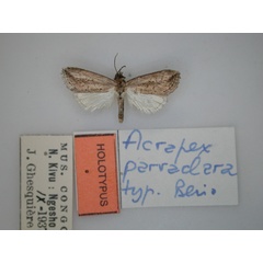 /filer/webapps/moths/media/images/P/parvaclara_Acrapex_HT_RMCA_01.jpg