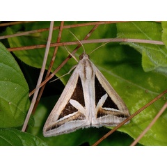 /filer/webapps/moths/media/images/E/exportata_Trigonodes_A_Mazzei_02.jpg