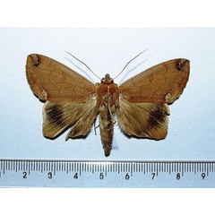 /filer/webapps/moths/media/images/C/conspicienda_Ophiusa_A_Goff_01.jpg