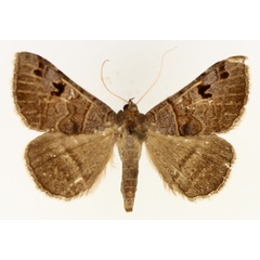 /filer/webapps/moths/media/images/M/mutuaria_Mocis_AM_TMSA_01.jpg