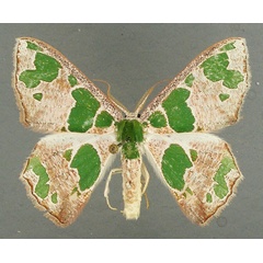 /filer/webapps/moths/media/images/V/viridimacula_Archichlora_AM_TMSA.jpg