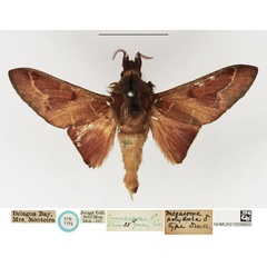 /filer/webapps/moths/media/images/P/polydora_Megasoma_STM_NHMUK.jpg