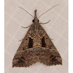 /filer/webapps/moths/media/images/T/tetrasticta_Hypena__A_Heyns_01.jpg