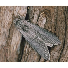 /filer/webapps/moths/media/images/P/penricei_Hoplistopus_A_Roland_01_zRcJ0S4.jpg