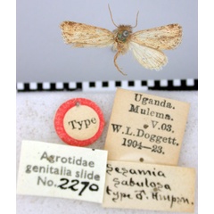/filer/webapps/moths/media/images/S/sabulosa_Sesamia_HT_BMNH.jpg