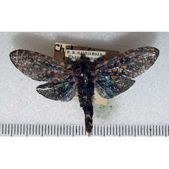 /filer/webapps/moths/media/images/S/stephania_Eulophonotus_A_HDOU_bZPBl1V.jpg