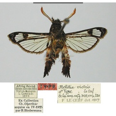 /filer/webapps/moths/media/images/V/victrix_Melittia_HT_MNHN.jpg