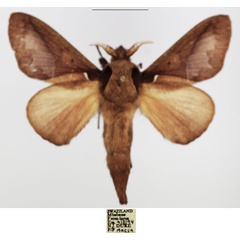 /filer/webapps/moths/media/images/A/aculeata_Stoermeriana_AM_TMSA_01.jpg