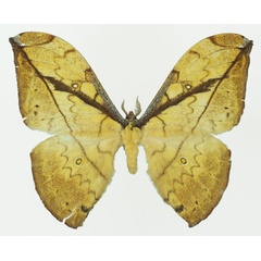 /filer/webapps/moths/media/images/N/neglecta_Pselaphelia_AM_Basquin_03a.jpg