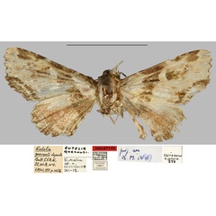 /filer/webapps/moths/media/images/G/guerouti_Eutelia_HT_MNHN.jpg