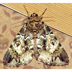 /filer/webapps/moths/media/images/S/sypnoides_Tolna_A_Braun_18.jpg