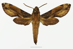 /filer/webapps/moths/media/images/P/pelius_Theretra_AM_Basquina.jpg