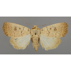 /filer/webapps/moths/media/images/I/ignava_Athetis_A_RMCA_01.jpg