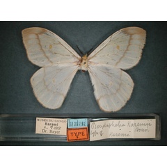 /filer/webapps/moths/media/images/K/karemii_Pseudaphelia_ST_RMCA_03.jpg