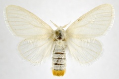 Euproctis rubricosta