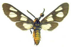 Ceryx fulvescens